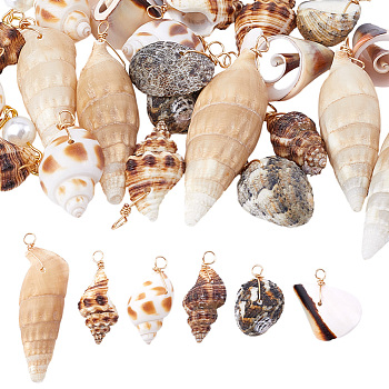 30Pcs 5 Styles Natural Mixed Shell Pendants, Shell Shaped Charms with Copper Wire Loops, Golden, Mixed Color, 24~49x11~31x11~20mm, Hole: 3~5mm, 6pcs/style
