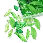 253Pcs 100G Transparent Acrylic Pendants, Leaf, Lime Green, 20~41x10~15x1.5~4mm, Hole: 1.5~2mm, 253pcs/set(TACR-YW0002-16)