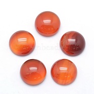 Natural Carnelian Cabochons, Half Round, 12x5~6mm(G-P393-R41-12mm)