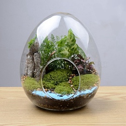 Egg-Shaped Glass Vase, Hydroponic Succulent Micro-Landscape Glass Bottle, Moss Home Decoration, Clear, 150x180mm(PW-WG75554-02)