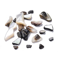 Natural Black Lip Shell Beads, Shell Shards, No Hole/Undrilled, Chips, Mixed Color, 2.5~19.5x2.5~8mm(SSHEL-K026-02A)