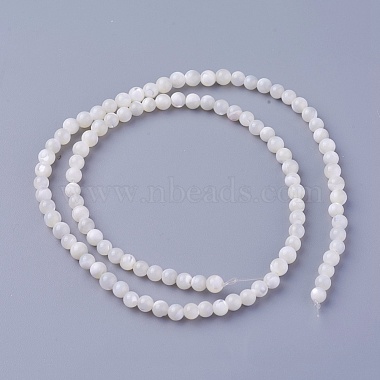 Natural Shell Beads Strands(X-SSHEL-E571-39-4mm)-2