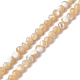 Natural Trochid Shell/Trochus Shell Beads Strands(SSHEL-S266-023B-07)-1