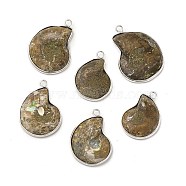 Natural Conch Fossil Pendants, Fossil Snail Charms, with Brass Findings, Shell, Platinum, 27.5~35x20~26x6~7mm, Hole: 2.5mm(BSHE-E025-02P)
