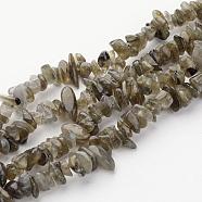Natural Labradorite Chips Beads Strands, 5~8mm, Hole: 0.3mm, about 32~32.5 inch(F069)