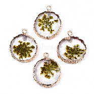 Transparent Clear Epoxy Resin & Dried Flower Pendants, with Edge Light Gold Plated Iron Loops, Flat Round, Olive, 25~26x20~21x4.5mm, Hole: 1.8mm(RESI-S383-075-C02)
