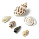 Perles de coquillage en spirale naturelle(SSHEL-YW0001-02)-4