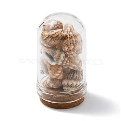 Glass Dome Bottle Display Decorations, with Natural Shell Bead Inside and Cork Base, Orange, 46~48x25mm(AJEW-JD00008-04)