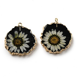 Inner Dried Flower Resin Pendants, Flat Round Charms with Light Gold Plated Brass Edge and Iron Loops, Black, 34~36x30~31.5x4.5~5.5mm, Hole: 2mm(RESI-P028-02KCG-06)
