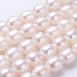 Natural Cultured Freshwater Pearl Beads Strands, Oval, Seashell Color, 10~11x9~10mm, Hole: 0.5mm, about 35~37pcs/strand, 15.5 inch~15.7 inch(PEAR-P002-09)