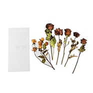 6Pcs PET Self Adhesive Plant Decorative Stickers, Waterproof Vintage Floral Decals, for DIY Scrapbooking, Peru, 200~202x45~100x0.1mm(AJEW-Q146-01G)