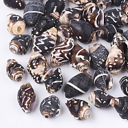 Spiral Shell Beads, Coconut Brown, 10~16x7~10x7~9mm, Hole: 1~3mm(X-SSHEL-T008-24)