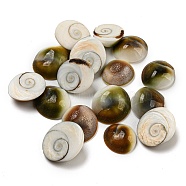 Conch Sea Shell Cabochons, Half Round, Half Round, 11.5~14.5x6mm, about: 511pcs/1000g(BSHE-Z005-08)