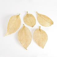 Electroplated Natural Leaf Big Pendants, with Iron Findings, Golden Plated, 70~100x30~50x1mm, Hole: 3x6mm(IFIN-Q119-01J)