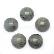 Natural Labradorite Cabochons, Grade A, Half Round, 6x3~3.5mm(G-P393-R47-6MM)