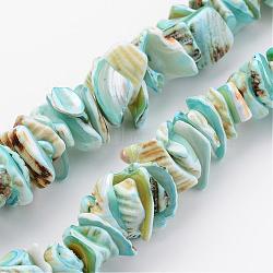 Natural Shell Bead Strands, Dyed, Nuggets, Sky Blue, 10~20x8~12x3~6mm, Hole: 1mm, about 15.7 inch(BSHE-P010-04)