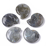 Natural Labradorite Beads, No Hole/Undrilled, Spiral Shell Shape, 32.5x28x8mm(X-G-R464-008A)