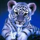 Diy 5d животные узор тигра холст алмазная живопись наборы(DIY-C021-05)-1