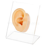 Soft Silicone Right Ear Displays Mould, with Acrylic Stands, Earrings Ear Stud Display Teaching Tools for Piercing Suture Acupuncture Practice, Clear, Stand: 8x4.6x9cm, Slilcone Ear: about 5.9x3.6x3.4cm, about 2pcs/set(EDIS-WH0021-14A)
