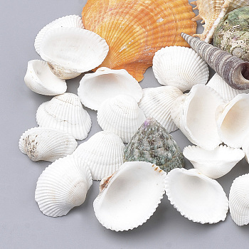 Natural Ark Shell Beads, Sea Shell Beads, Undrilled/No Hole, Mixed Shape, Random Single Color or Random Mixed Color, 20~73x14~60x10~31mm