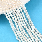Natural Cultured Freshwater Pearl Beads Strands, Rice, Grade 3A+, PapayaWhip, 3~3.5mm, Hole: 0.5mm, about 78~81pcs/strand, 13.58~14.17''(34.5~36cm)(PEAR-F020-17)