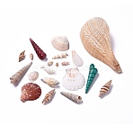 (Defective Closeout Sale), Mixed Style Natural Shell Beads, Undrilled/No Hole, Mixed Shapes, Mixed Color, 11~130x5~62mm(BSHE-XCP0001-02)