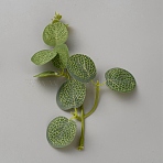 Plastic & Polyester Artificial Eucalyptus Leaf, Money Leaf, for Vase Wedding Bouquet Home Decoration, Yellow Green, 150~160x90~110x4~57.5mm(DIY-WH20007-353A)