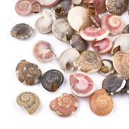 Spiral Shell Beads, Undrilled/No Hole Beads, Colorful, 5~12x4~10x2~5.5mm(SSHEL-T005-01)