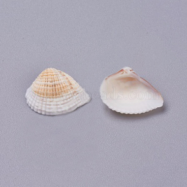 Seashell Color Shell Other Sea Shell Beads