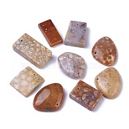 Natural Fossil Coral Pendants, Mixed Shapes, 21~60x10~33x3~10mm, Hole: 1~2mm(G-G779-02B)