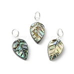 Natural Paua Shell/Abalone Shell Carved Pendants, Leaf Charms, with 304 Stainless Steel and Brass Findings, Silver, 15x8x3.5mm, Hole: 3.6mm(PALLOY-JF05615-02)