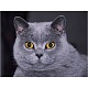 kit de pintura de diamante diy gato(PW-WG50664-07)-1