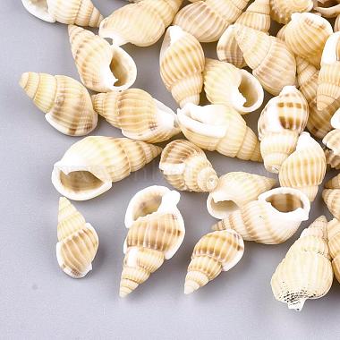 Natural Spiral Shell Beads(SSHEL-R036-15)-3