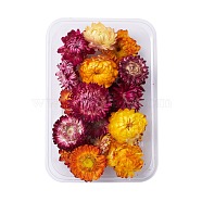 Dried Flowers, DIY Candle Soap Making Accessories, with Plastic Rectangle Box, Mixed Color, Mixed Color, 2.1~4x2.7~4.4cm(DIY-D052-26)