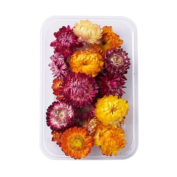 Dried Flowers, DIY Candle Soap Making Accessories, with Plastic Rectangle Box, Mixed Color, Mixed Color, 2.1~4x2.7~4.4cm