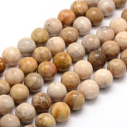 Natural Fossil Coral Round Bead Strands, 16mm, Hole: 1mm, about 25pcs/strand, 15.7 inch(G-L312-07)