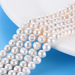 Natural Keshi Pearl Beads Strands, Cultured Freshwater Pearl, Oval, Seashell Color, 5~6x5~6mm, Hole: 0.6mm, about 70~73pcs/strand, 15.16 inch(38.5cm)(PEAR-S020-F09)