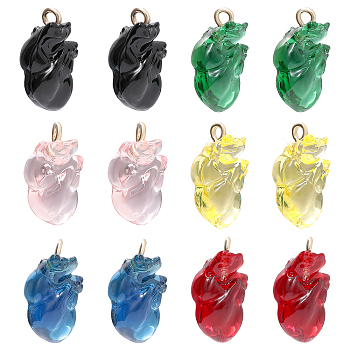 CHGCRAFT 12Pcs 6 Colors Transparent Resin Pendants, Anatomical Heart Charms, with Golden Plated Iron Loops, Mixed Color, 20.5~21.5x11.5x11mm, Hole: 2mm, 2pcs/color