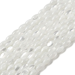 Natural Trochus Shell Beads Strands, Oval, WhiteSmoke, 4~4.5x2.8mm, Hole: 0.5mm, about 89~90pcs/strand, 15.55~15.94''(39.5~40.5cm)(SSHEL-H072-02A)
