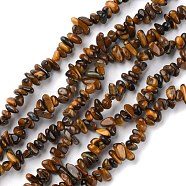 Natural Tiger Eye Beads Strands, Chip, 1.5~4.5x3~13x2.5~8mm, Hole: 0.6mm, 30.94~31.97 inch(78.6~81.2cm)(G-G0003-B22)