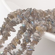 Chip Natural Labradorite Bead Strands, Grade A+, 7~12x5~8x2~5mm, Hole: 1mm, about 15.7 inch(G-M349-11)
