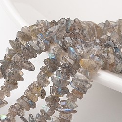 Chip Natural Labradorite Bead Strands, Grade A+, 7~12x5~8x2~5mm, Hole: 1mm; about 15.7 inches(G-M349-11)