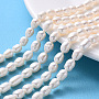 Seashell Color Rice Pearl Beads(PEAR-N012-06D)