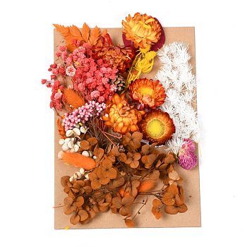 Dried Flower, for Bridal Shower, Wedding, Preserved Fresh Flower, Chocolate, 210x148x14~24.5mm
