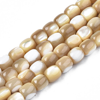 Natural Trochid Shell/Trochus Beads Strands, Barrel, 8x7.5mm, Hole: 1mm, about 50pcs/strand, 15.75 inch(40cm)