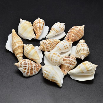 Natural Conch Shell Beads, Goldenrod, 40~65x20~35mm, Hole: 1~2mm